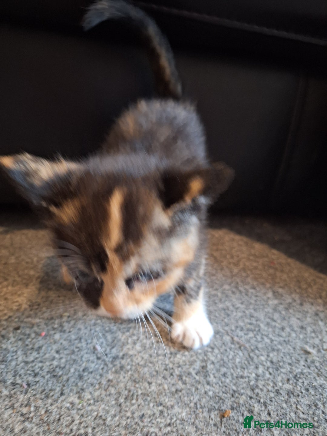 Mixed Breed cats for sale: Mix breed kittens, 1/4 ragdoll  - Advert 18