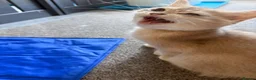 British Shorthair cats for sale: READY TO GO British Shorthair Golden Kittens  - Advert 12