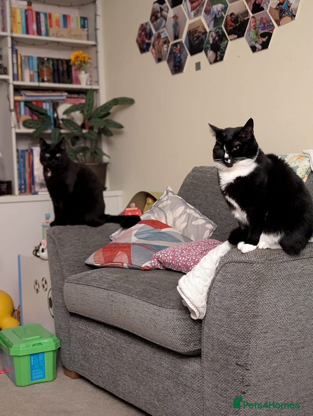 Domestic Shorthair cats for sale: Simba + Nala wanting new home.  - Advert 3