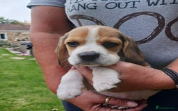 Beagle dogs for sale: Beautiful Beagle Puppies - Image 4