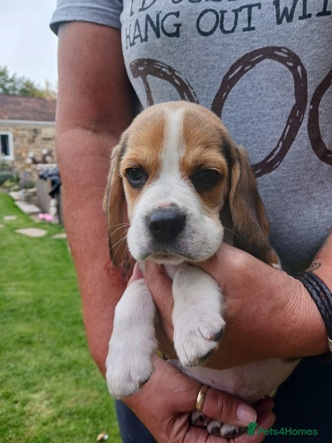 Beagle dogs for sale: Beautiful Beagle Puppies - Image 4