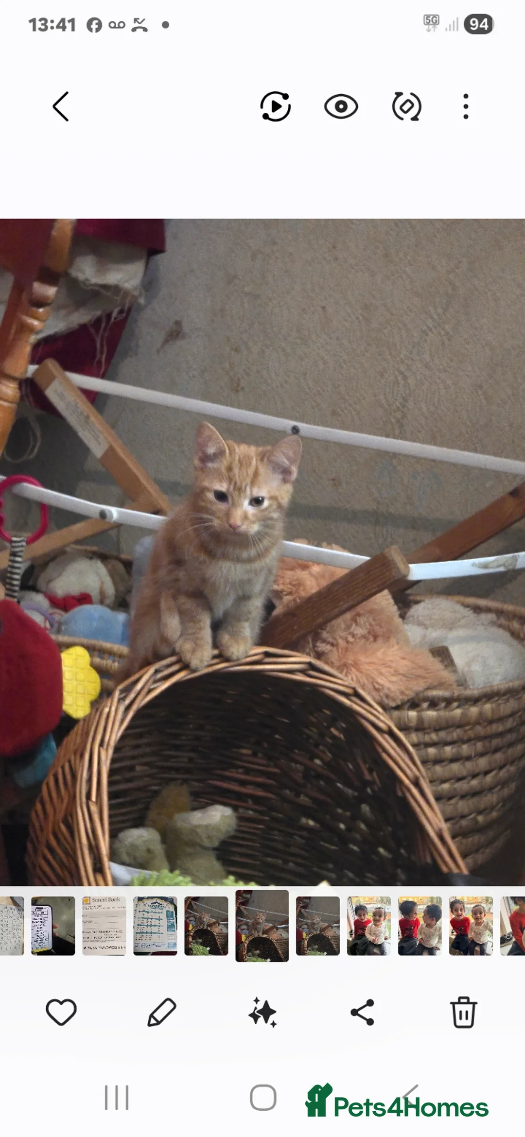 Mixed Breed cats for sale: Kittens for sale  - Advert 2