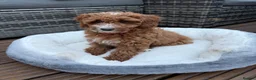 Australian Labradoodle dogs for sale: 🐶LAST 1 AVAILABLE FULL VACCINATION🐶 - Advert 7