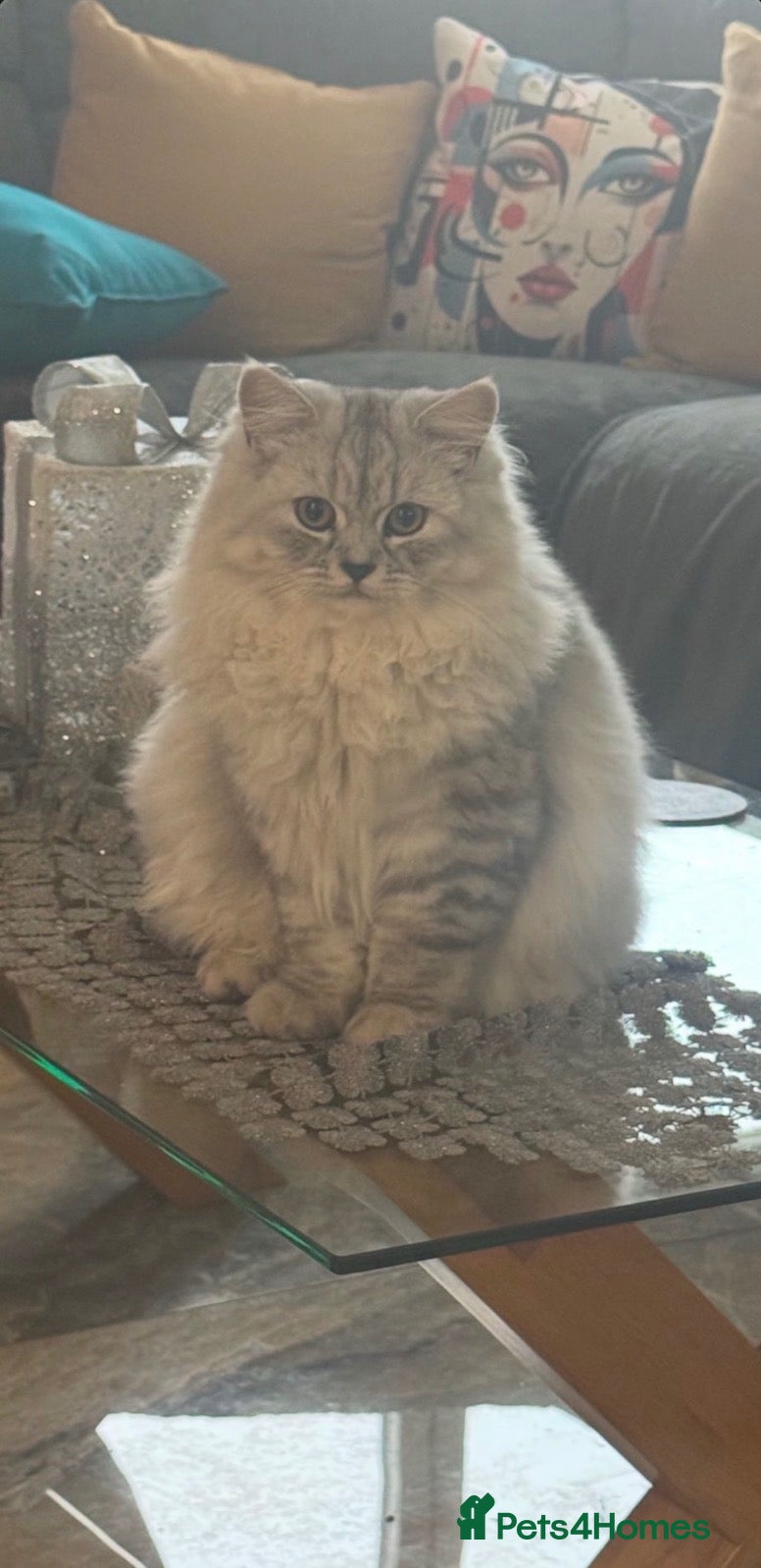 Mixed Breed cats British shorthair x Persian  - Advert 2