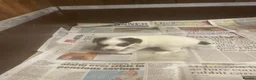 Jack Russell dogs for sale: Jack Russell  - Advert 16