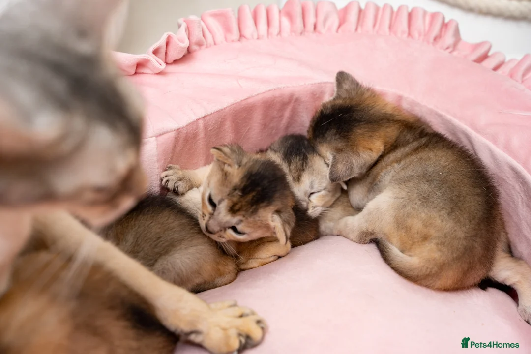 Abyssinian cats for sale: Exceptional Pedigree 6 Abyssinians-Super Friendly - Advert 11