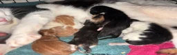 Domestic Shorthair cats for sale: 5 beautiful kittens in Wigan - Advert 3