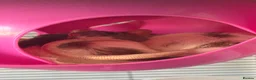 Rat rodents for sale: 2 female rats  in Caerphilly - Advert 1