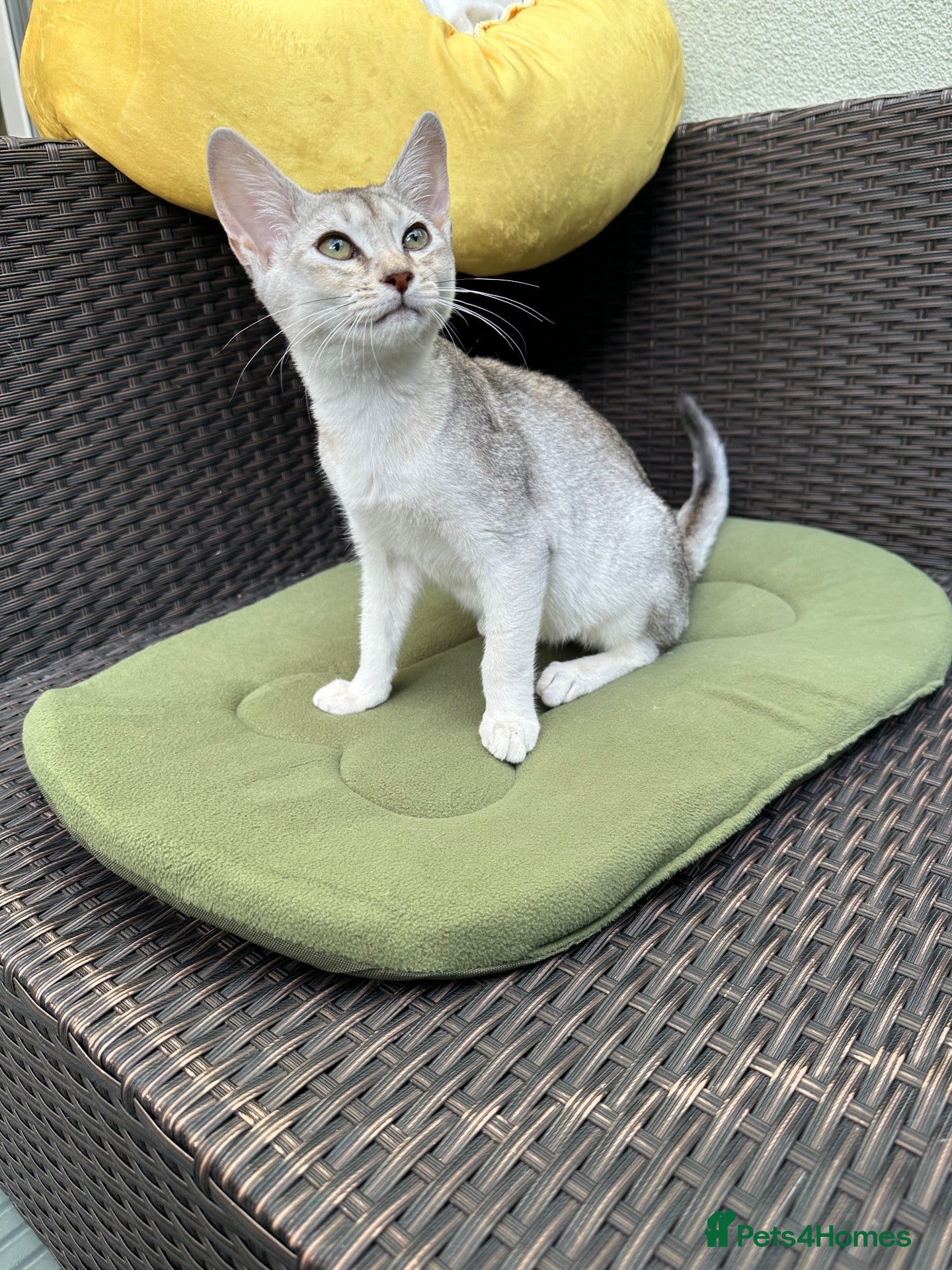 Abyssinian cats Silver Abyssinian kittens  - Advert 10