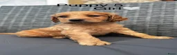 Goldendoodle dogs for sale: 🐾7 beautiful goldendoodles ready now🐾 - Advert 4