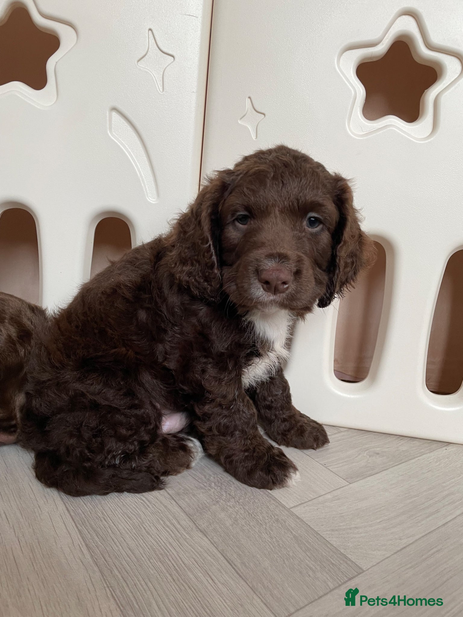 Cocker Spaniel dogs Chunky Thick Coated Working Cocker Pups LAST BOY!! - Advert 1
