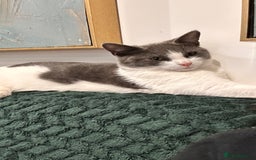 Domestic Shorthair cats for sale: Beautiful Domestic Cats-Mum,Dad&3 Adorable Kittens - Image 19