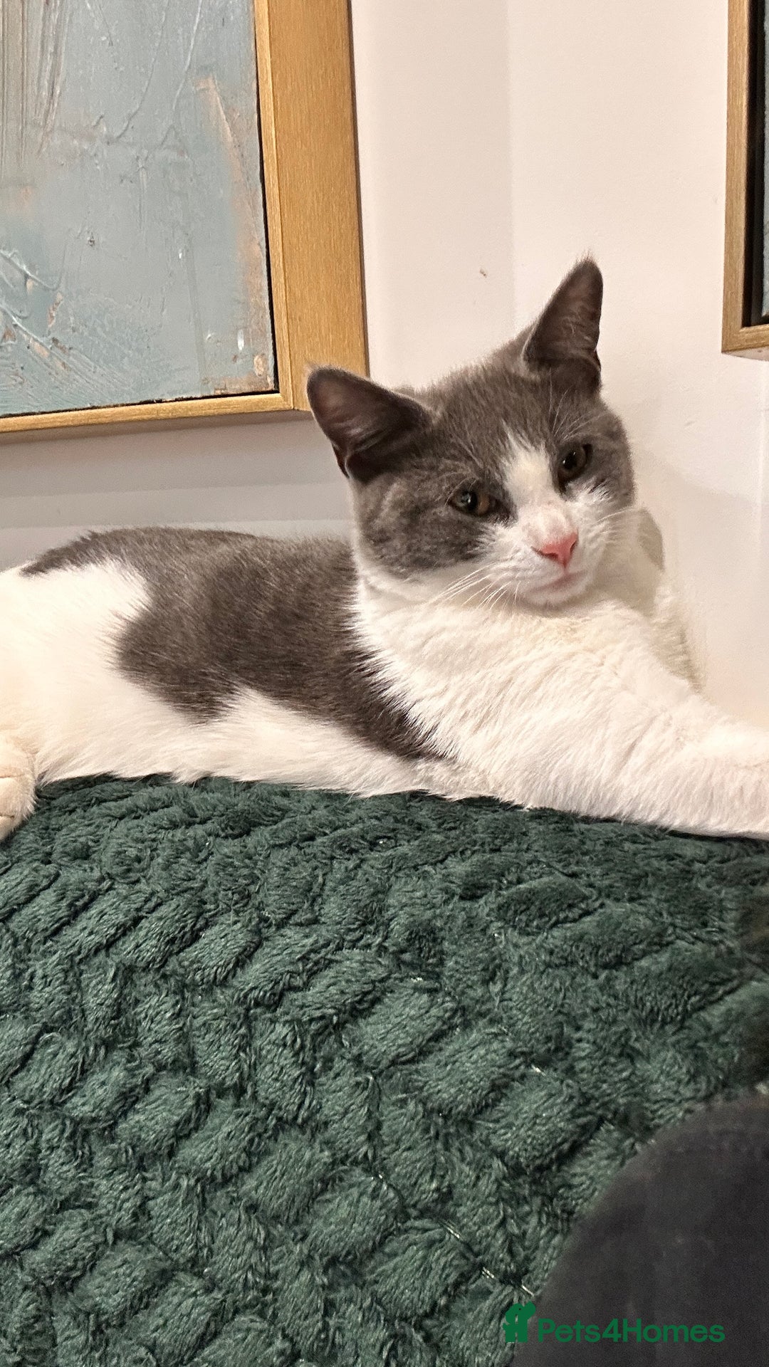 Domestic Shorthair cats for sale: Beautiful Domestic Cats-Mum,Dad&3 Adorable Kittens - Image 19