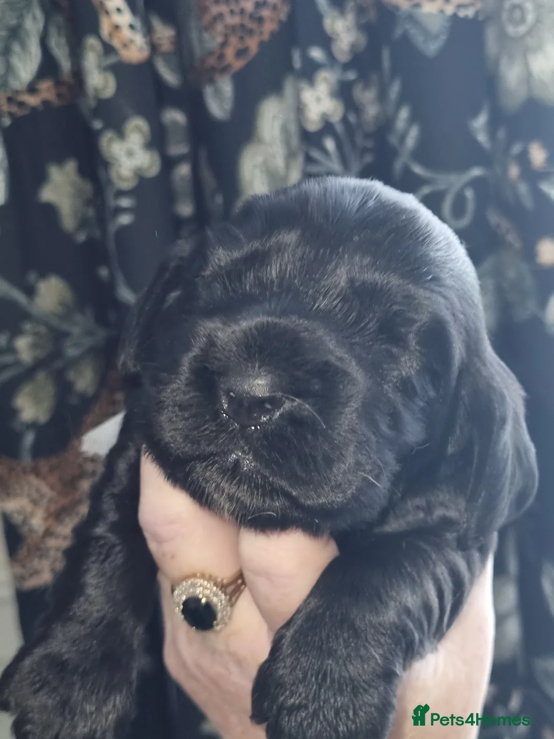 Cocker Spaniel dogs for sale: Cocker spaniel puppy's  - Advert 23