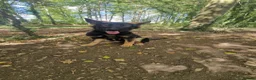 German Shepherd dogs for sale: Beautiful 6 month female german shepherd puppy in Witney - Advert 6