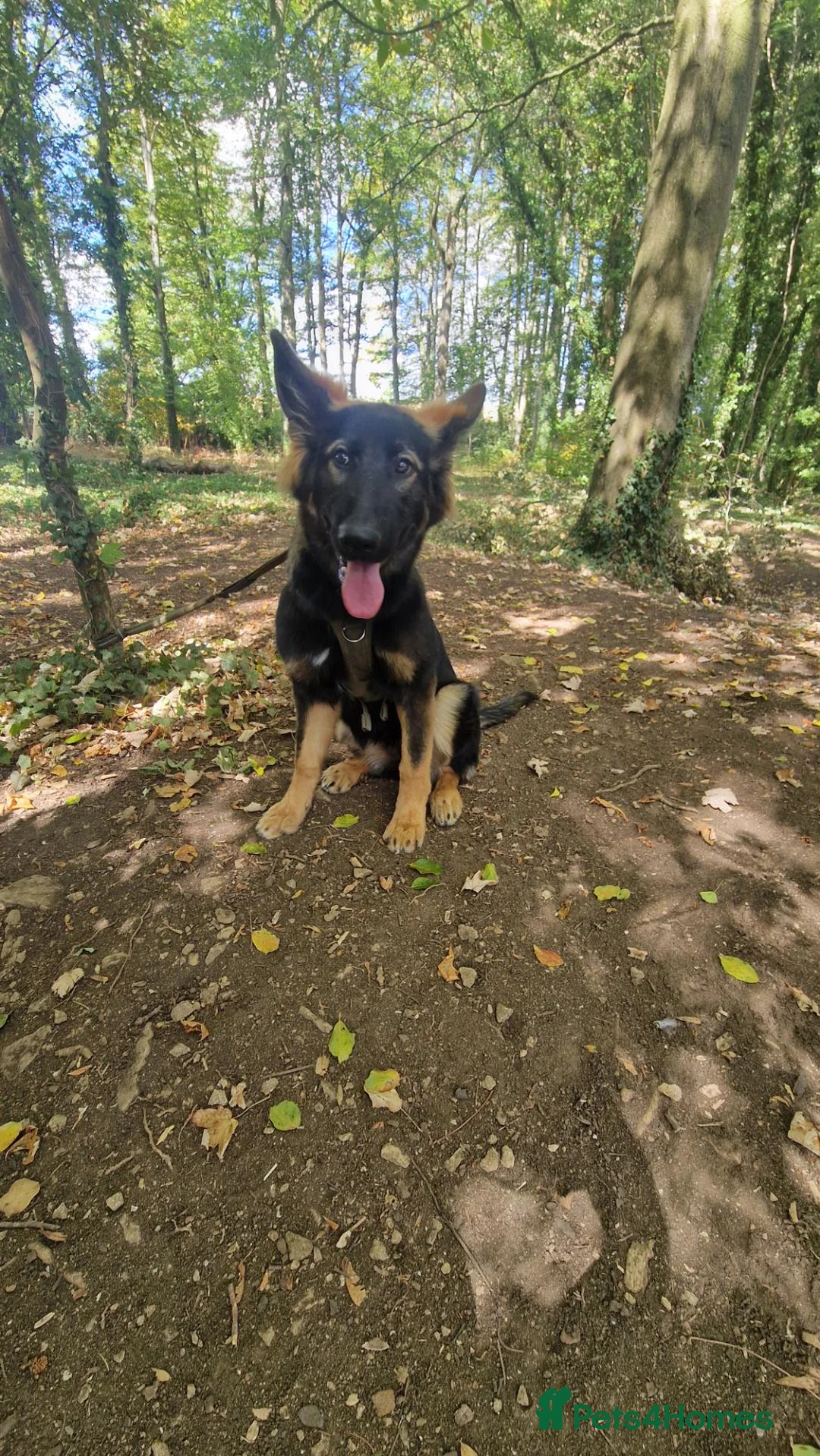 German Shepherd dogs for sale: Beautiful 6 month female german shepherd puppy in Witney - Advert 6