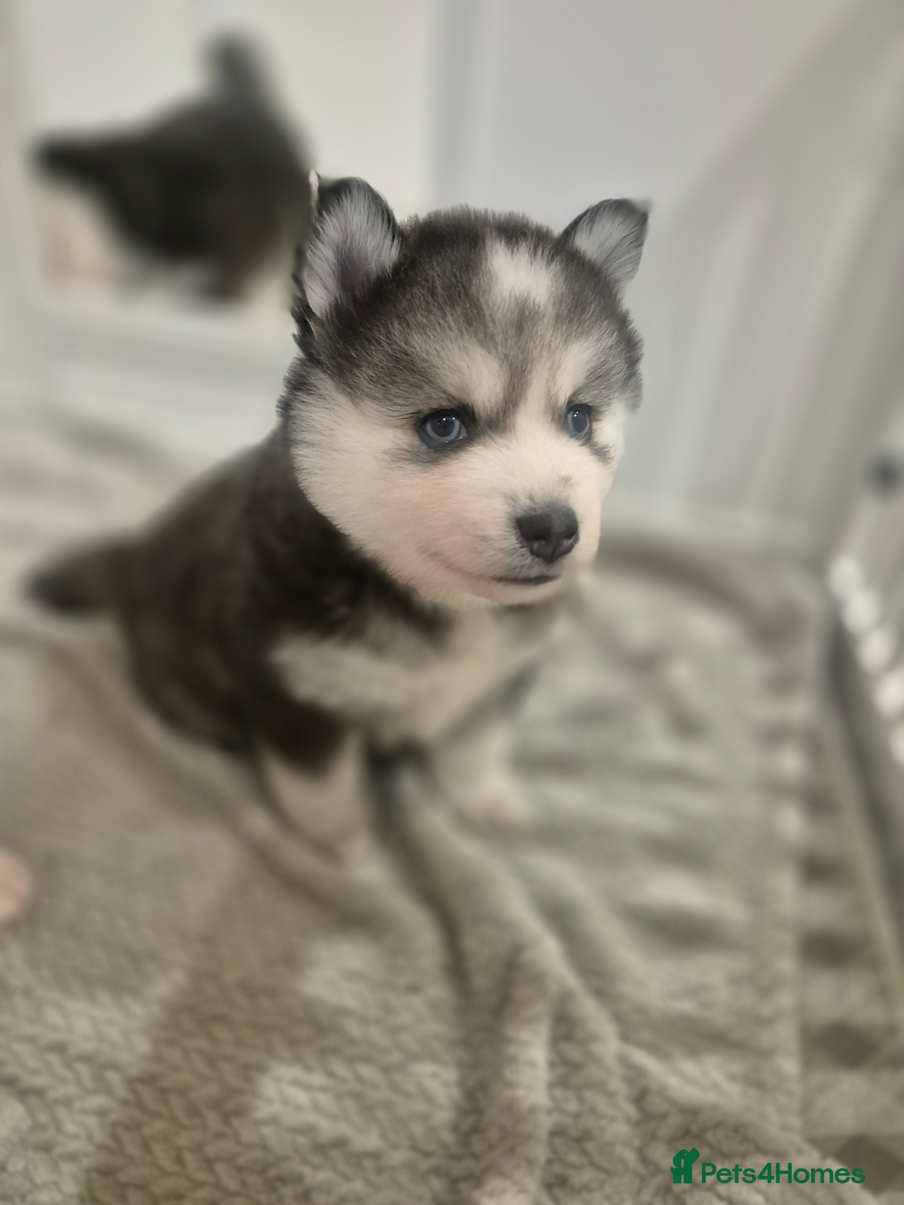 Pomsky dogs The perfect Blue eyed pomskys  - Advert 2