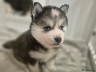 Pomsky dogs The perfect Blue eyed pomskys - Advert 2