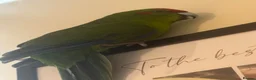 Parakeets birds for sale: Parakeet bird  - Advert 2