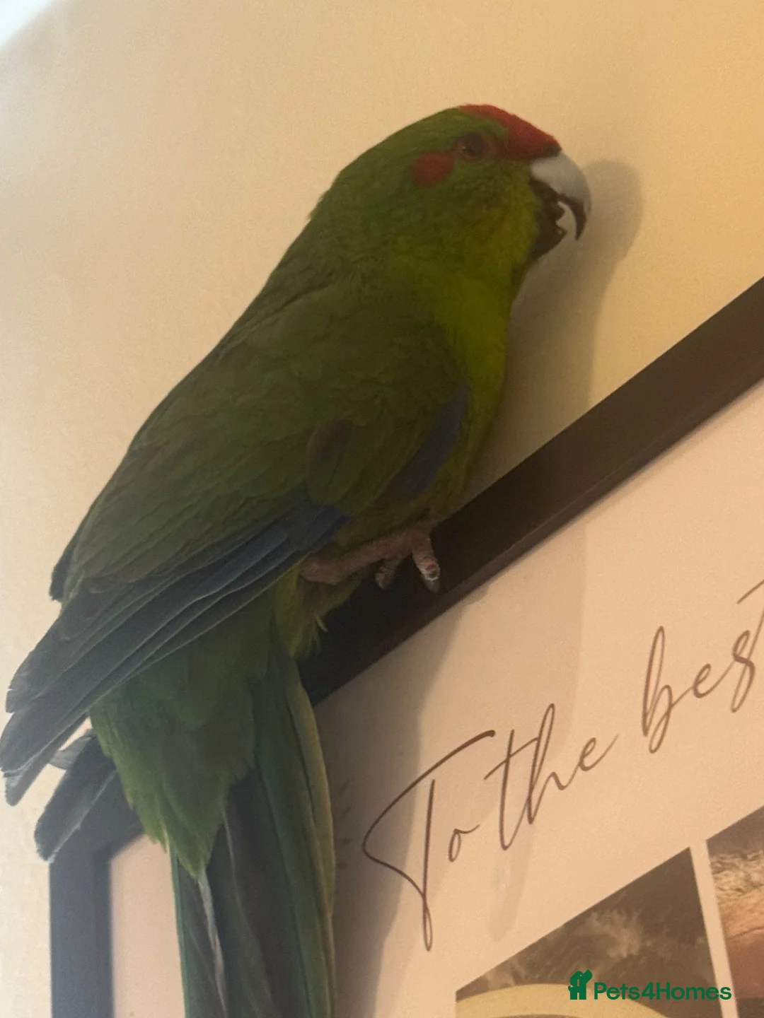 Parakeets birds for sale: Parakeet bird  - Advert 2