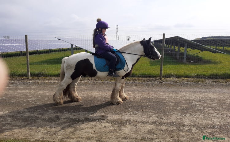 Riding pony horses - Advert 3