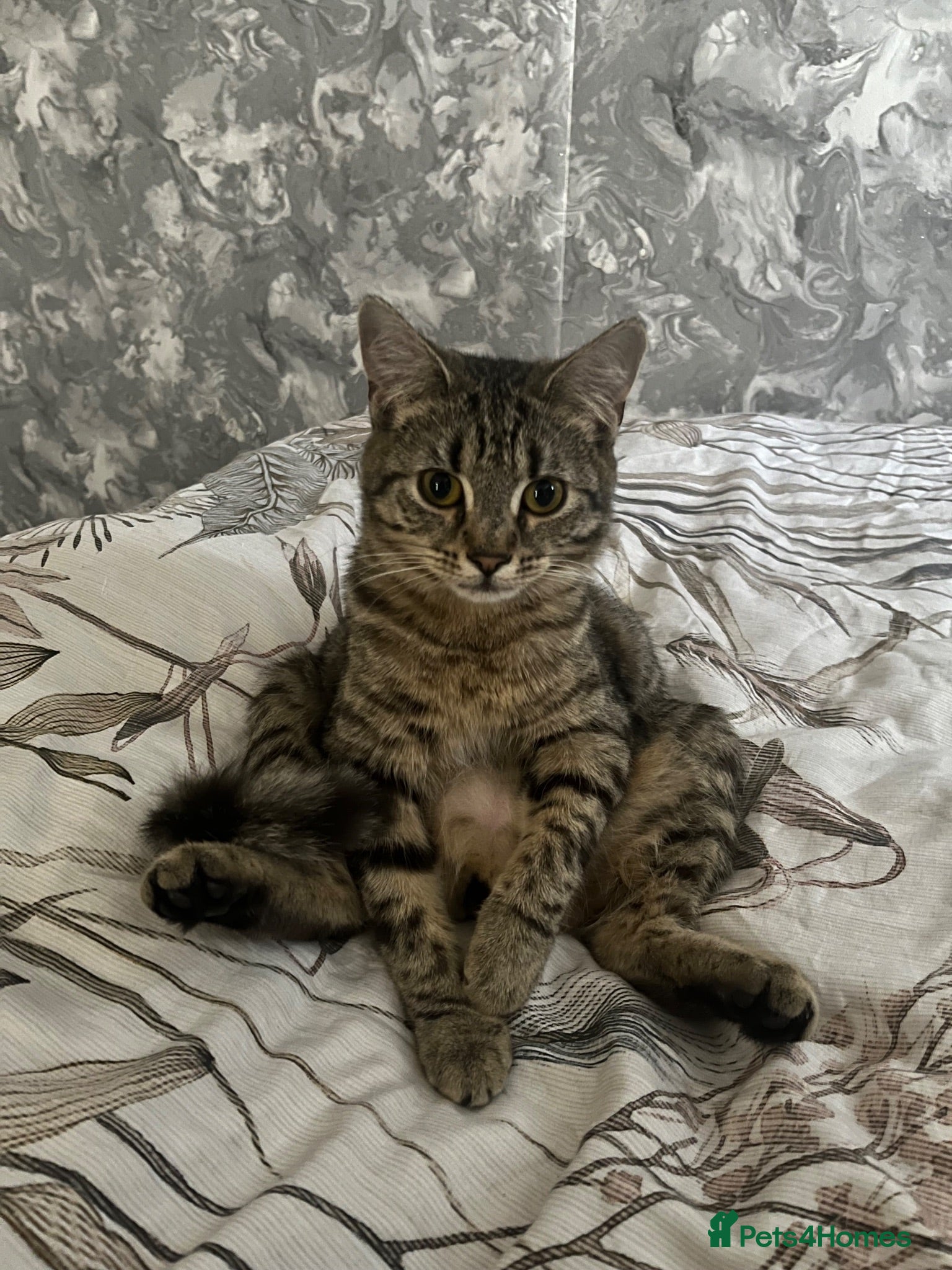 Domestic Shorthair cats 4 beautiful kittens looking for a forever home - Advert 11