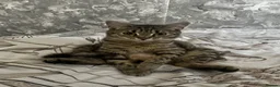Domestic Shorthair cats for sale: 4 beautiful kittens looking for a forever home - Advert 1
