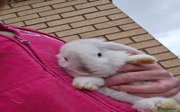 Mini Lop rabbits for sale: Mini lop bunnies - Image 3
