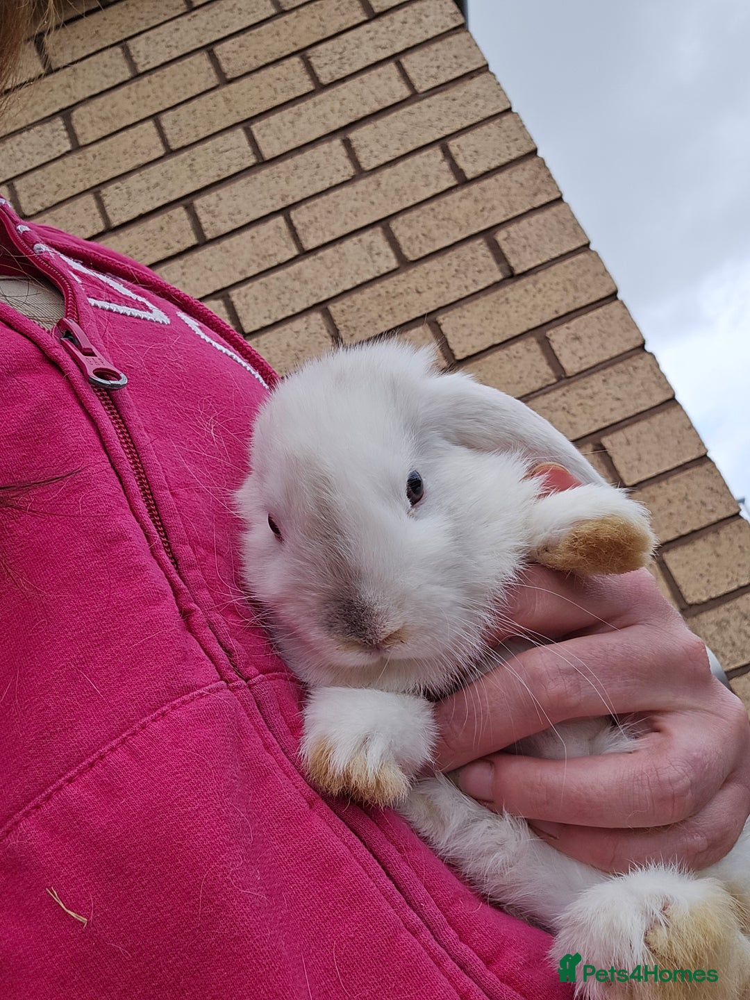 Mini Lop rabbits for sale: Mini lop bunnies - Image 3