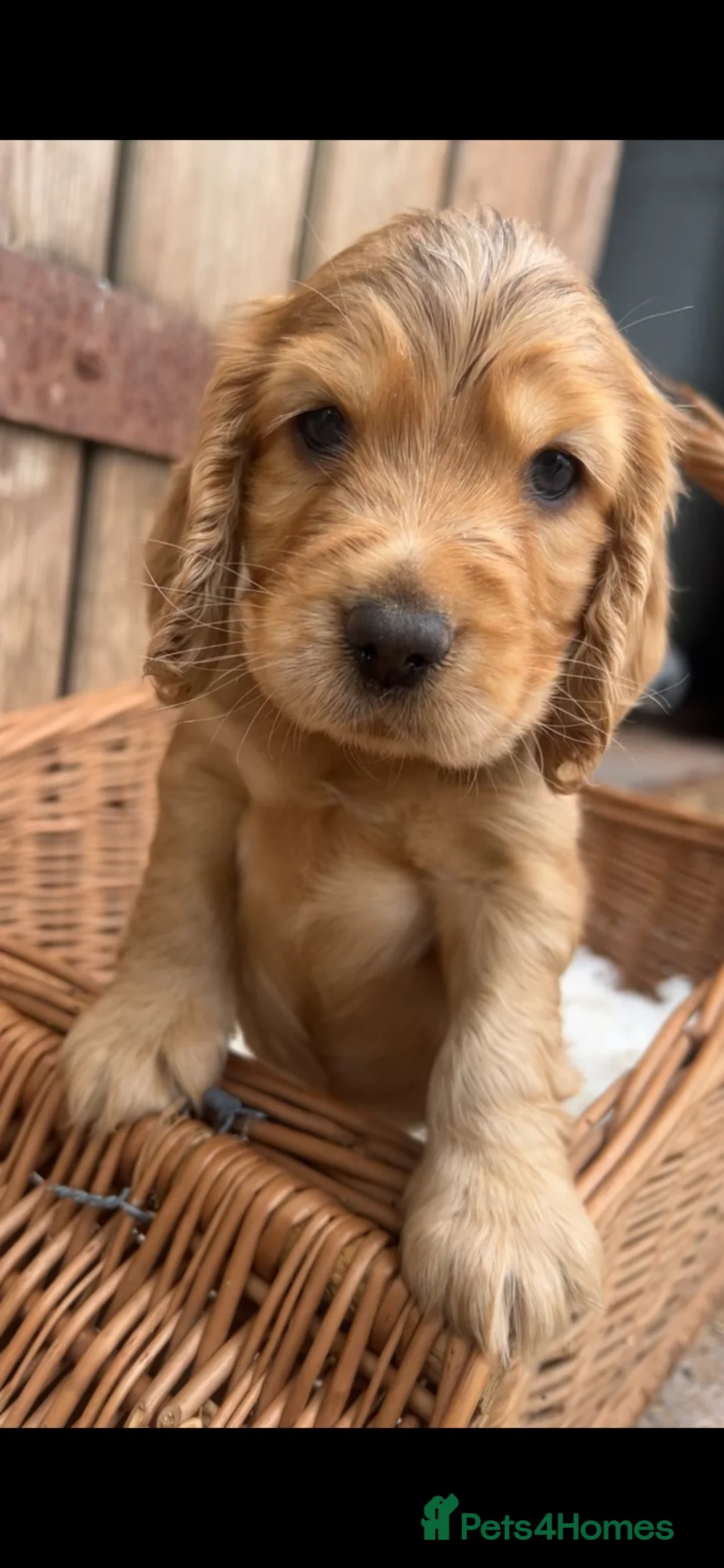 Cocker Spaniel dogs for sale: Beautiful KC registered puppies in Brecon - Advert 7