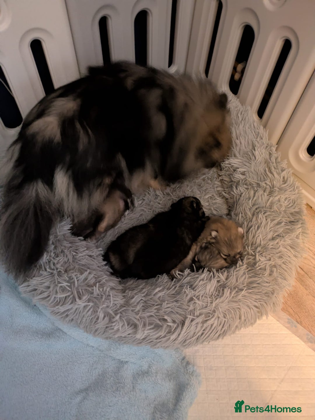 Pomeranian dogs for sale: Stunning fluffy balls  - Advert 10