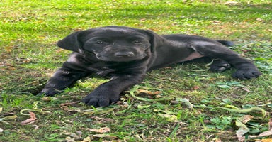 Labrador Retriever dogs - Advert 5