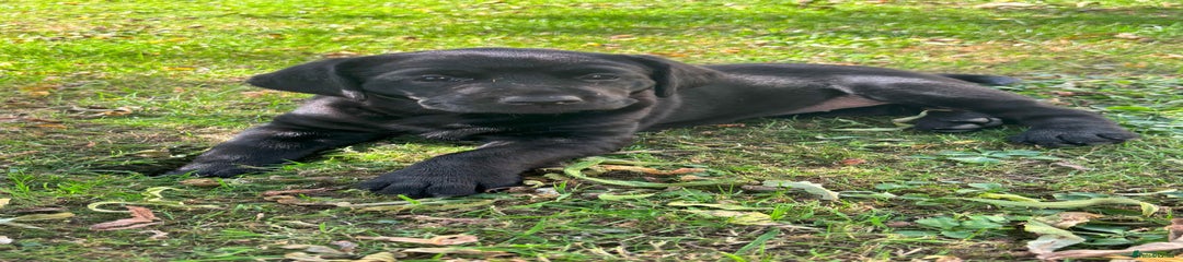 Labrador Retriever Puppy 2