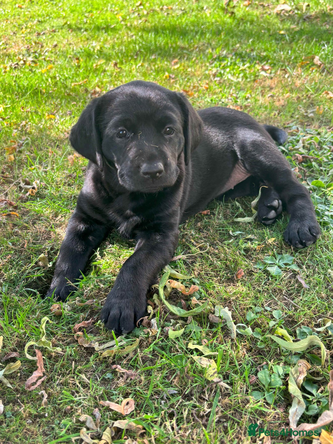 Labrador Retriever dogs for sale: One Beautiful Black Labrador Puppy Available - Image 3