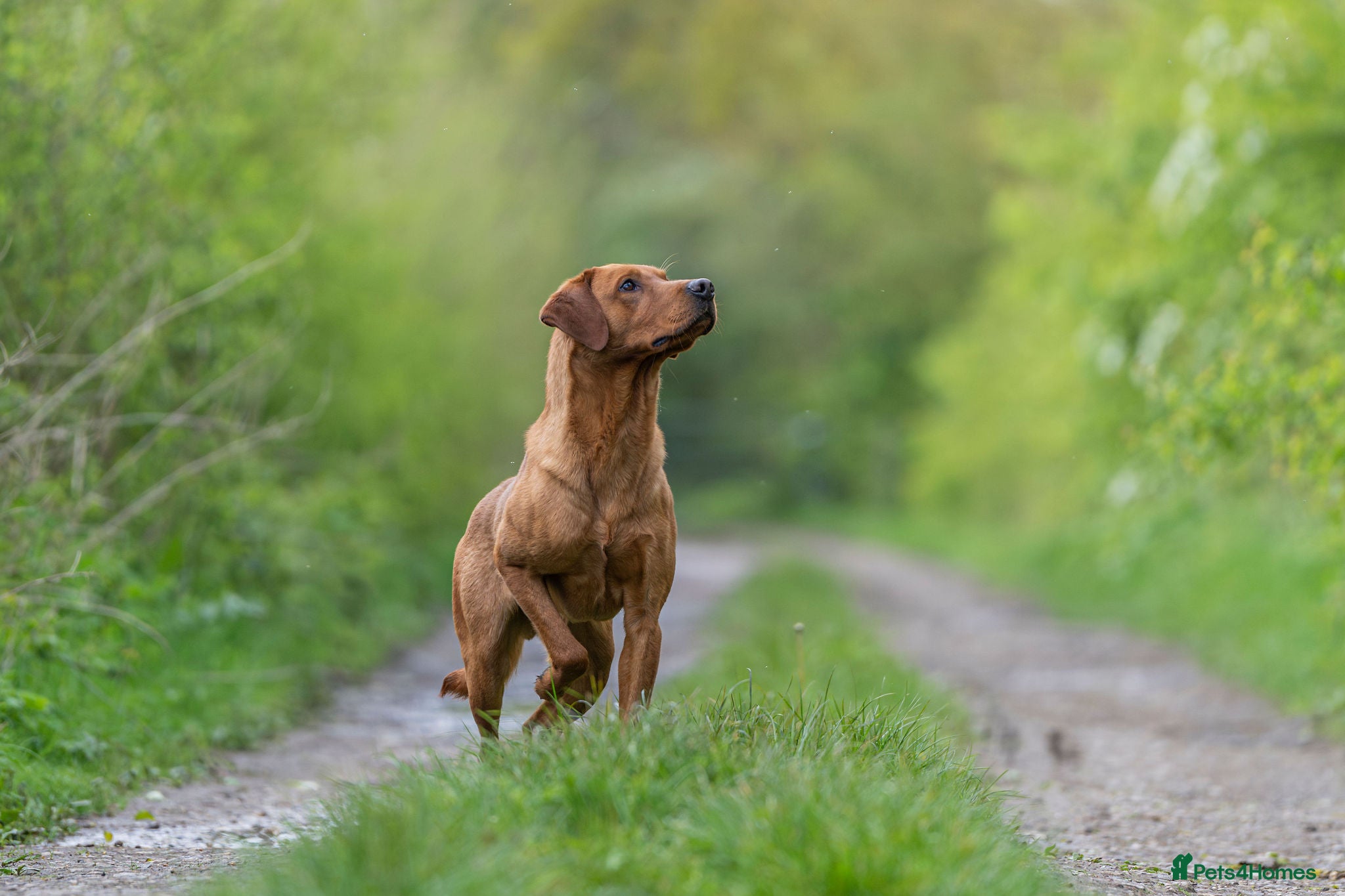 Labrador Retriever dogs Blacksykes Eternity available for Stud - Advert 1