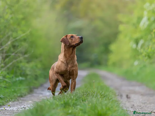 Labrador Retriever dogs Blacksykes Eternity available for Stud - Advert 1
