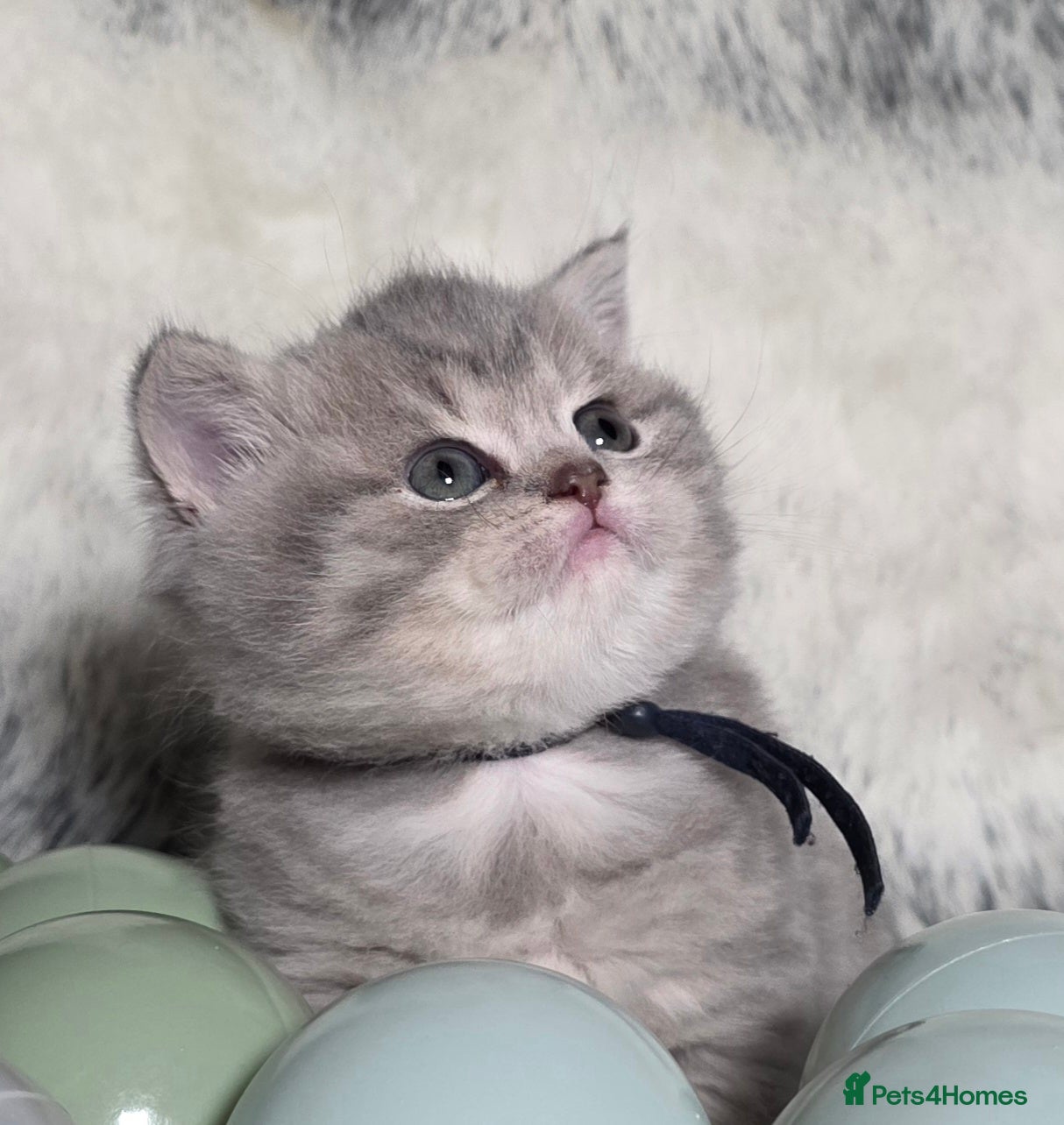 British Shorthair cats Golden Registered British shorthair kittens  - Advert 15