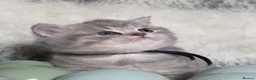 British Shorthair cats for sale: Golden Registered British shorthair kittens  - Advert 12