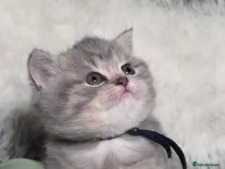 British Shorthair cats Golden Registered British shorthair kittens - Advert 15