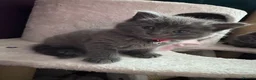 British Shorthair cats for sale: 2 female Grey kittens - Advert 9