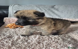 German Shepherd dogs for sale: KC REGISTERED HEALTH TESTED PARENTS READY NOW - Image 11