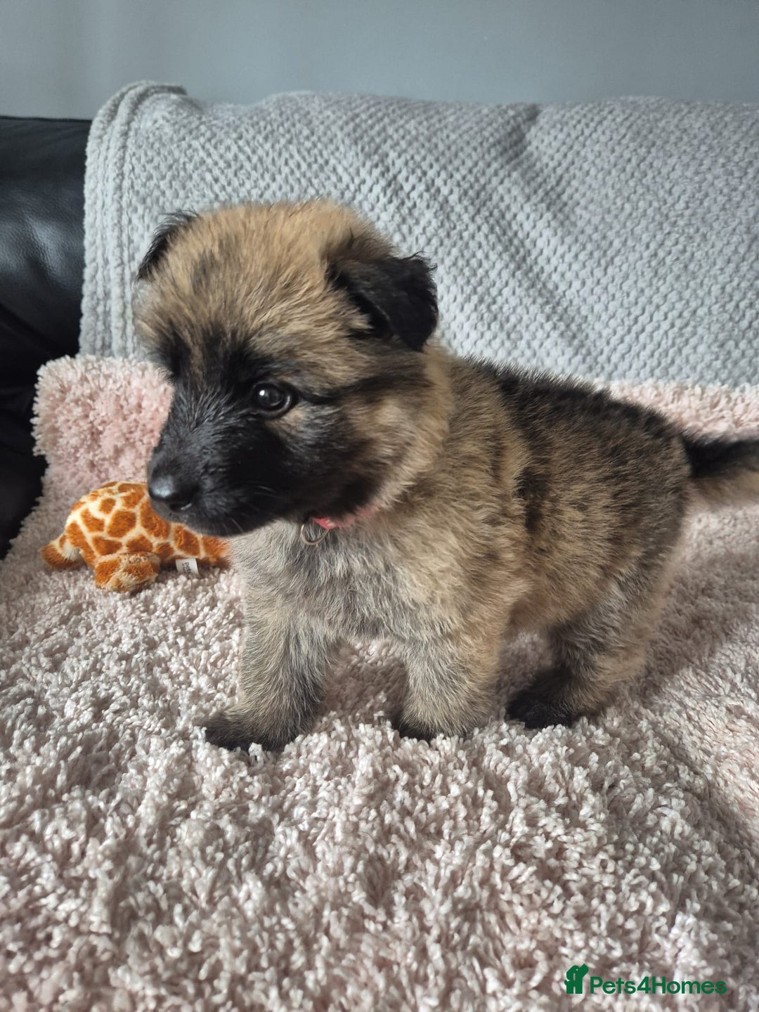 German Shepherd dogs for sale: KC REGISTERED HEALTH TESTED PARENTS READY NOW - Image 11