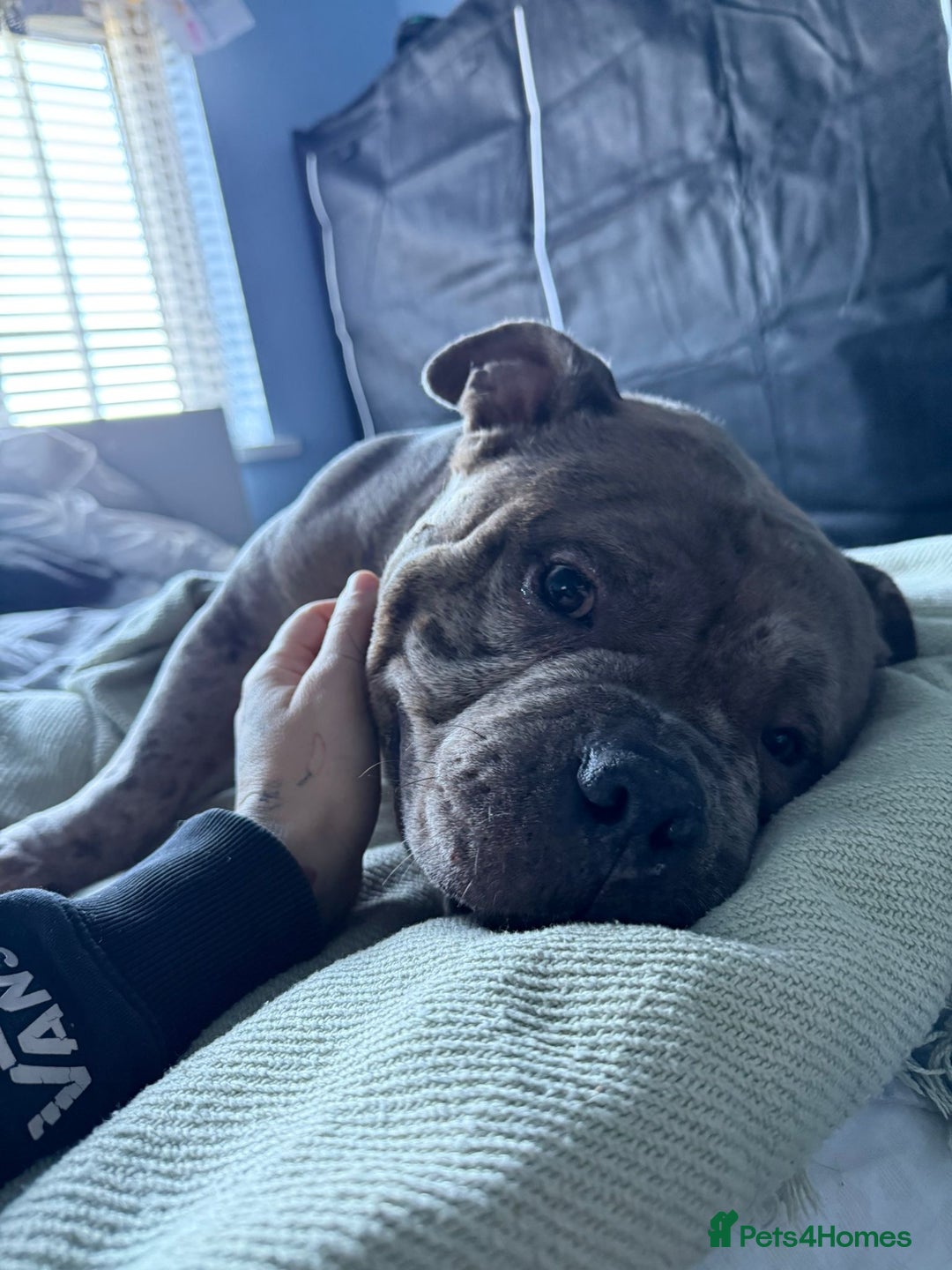 American Bully dogs for adoption: Rescued Blue Merle pocket bully  - Advert 3