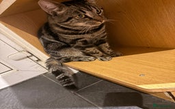 Mixed Breed cats for sale: Baby cat for sale / called pluto - Image 4