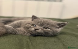 British Shorthair cats for sale: British Shorthair kittens (2 boys) - Image 7