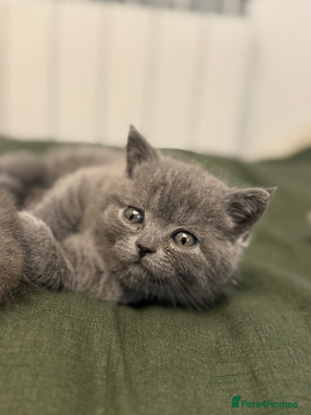 British Shorthair cats for sale: British Shorthair kittens (2 boys) - Image 7