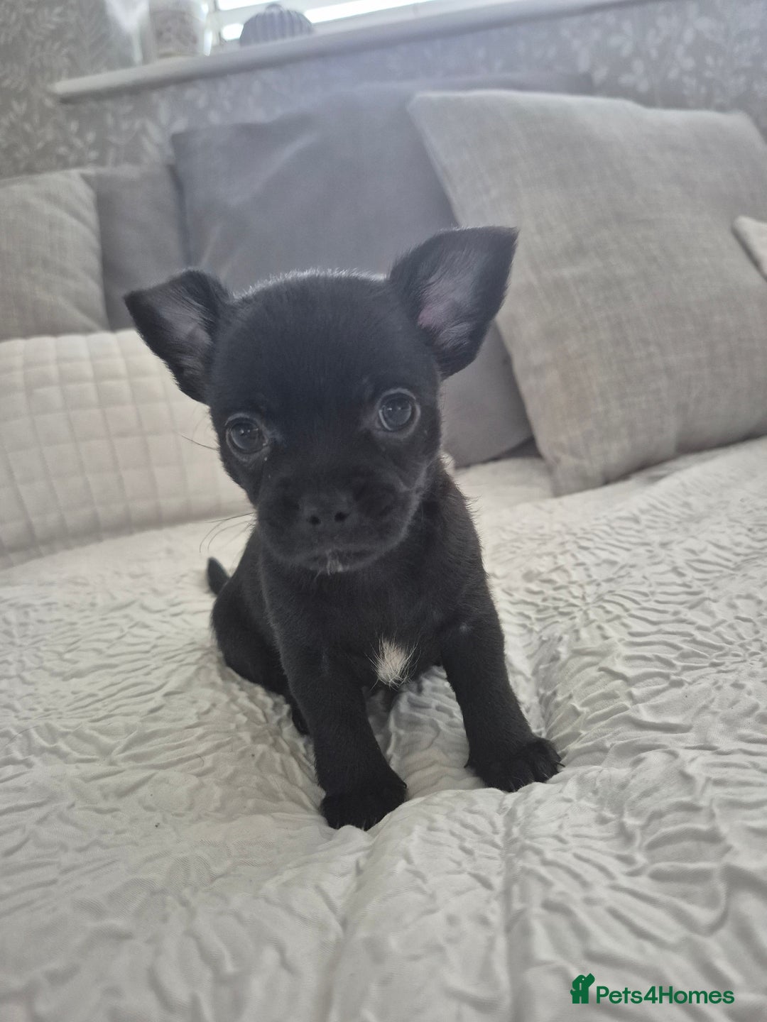 Chihuahua dogs for sale: 4 pure breed chihuahua, 2 merle  2 twins - Advert 19