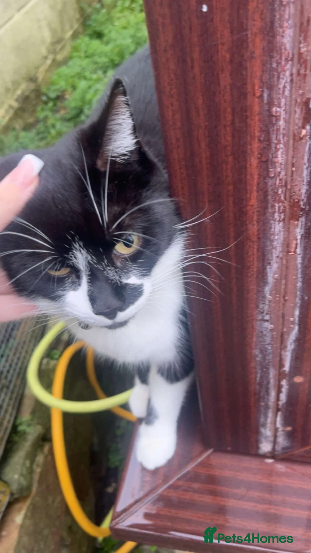 Mixed Breed cats for sale: Beautiful 8 year old cat needing rehoming  in Llanelli - Advert 1