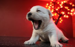 Labrador Retriever dogs for sale: KC, Champion Pedigree ,Extensively Health Tested - Image 9