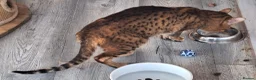 Savannah cats for sale: Savannah Tica SBTF5 Elton old needs a home - Advert 8
